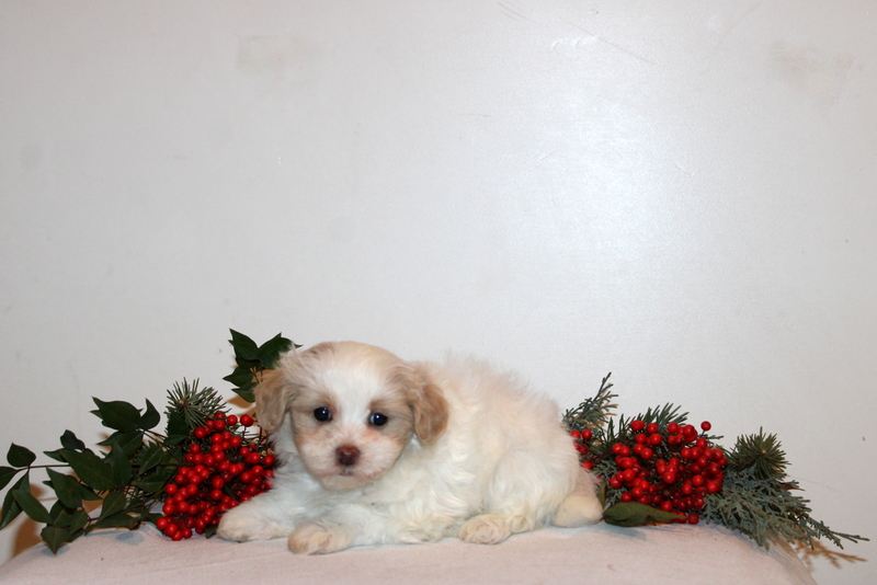 puppy, for, sale, Maltipoo, Matthew B. Stoltzfus, dog, breeder, Gap, PA, dog-breeder, puppy-for-sale, forsale, nearby, find, puppyfind, locator, puppylocator, aca